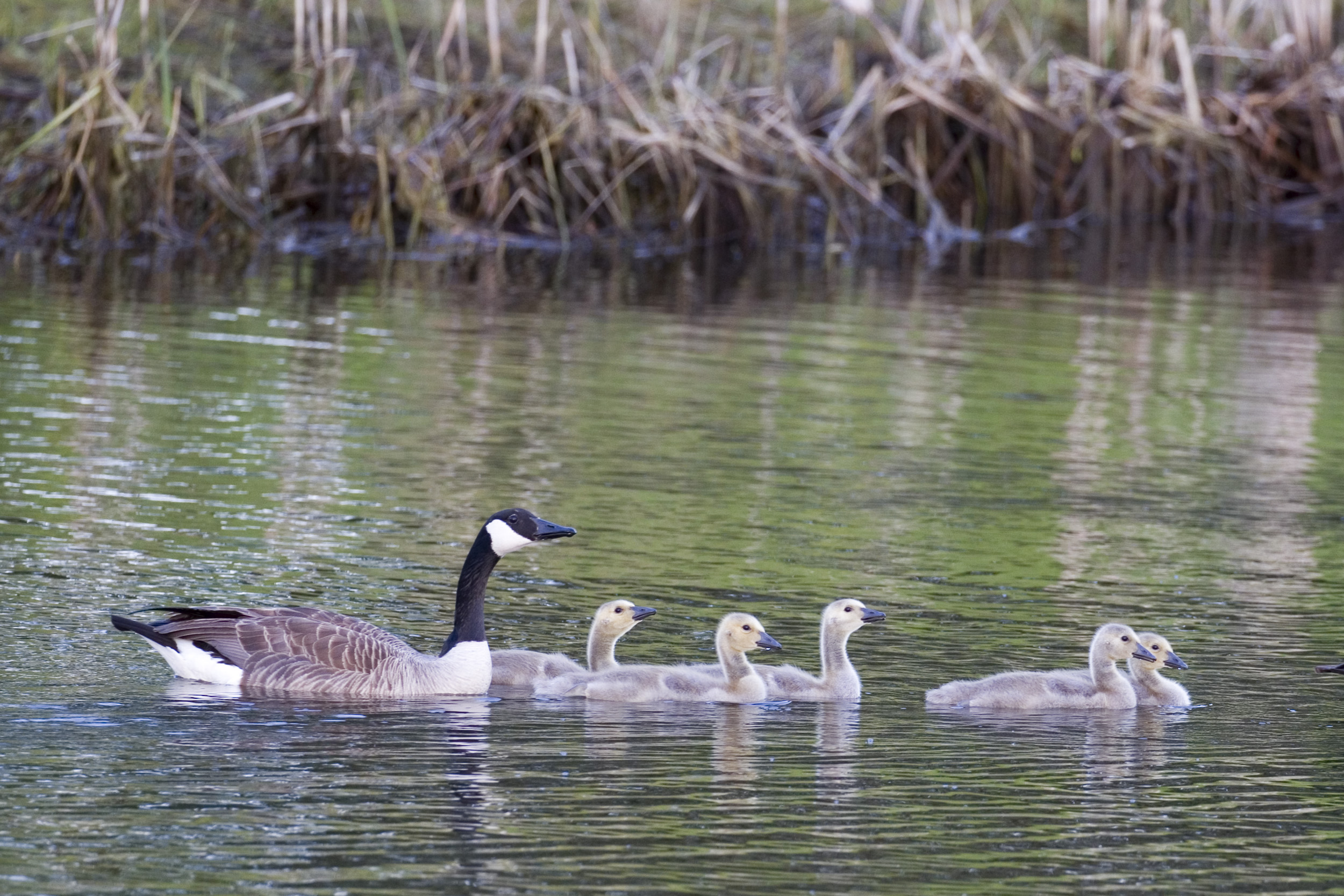 Geese! 