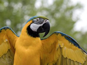 Macaw - 4-3