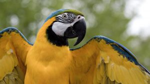 Macaw - HD