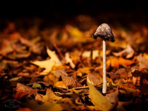 Autumn Mushroom - 4x3