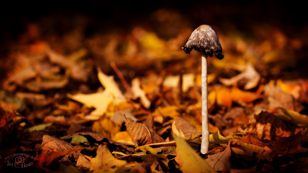 Autumn Mushroom - HD
