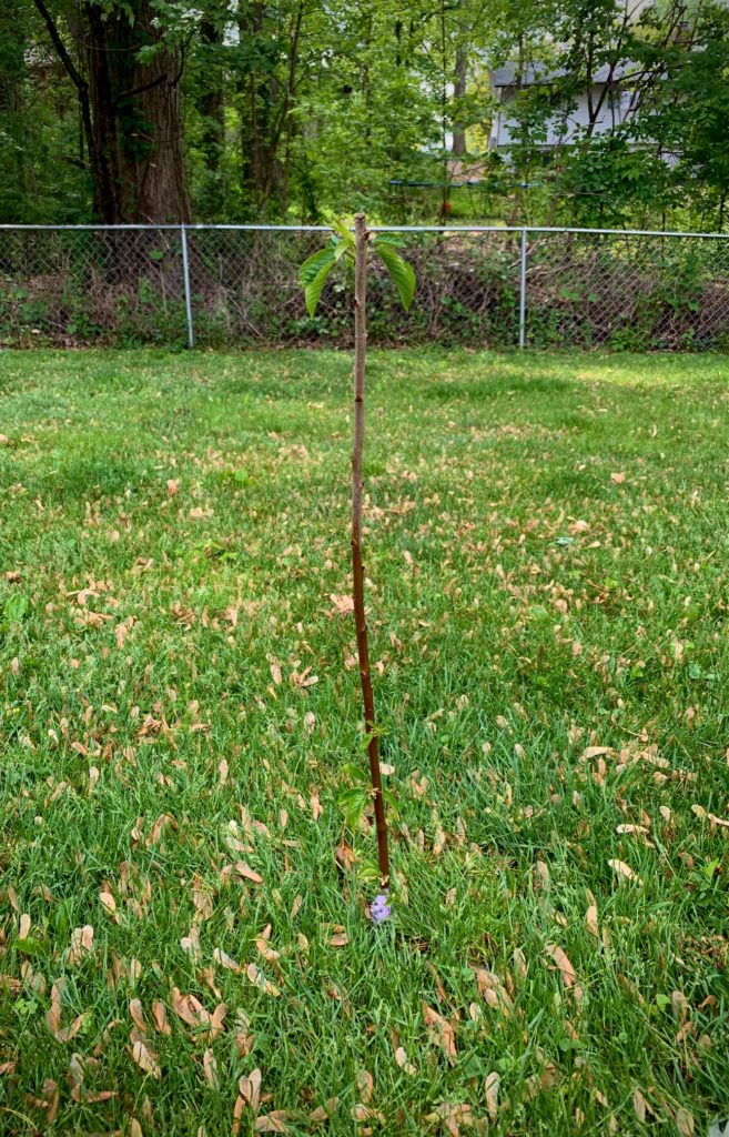 Cherry tree seedling with a few leaves.